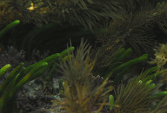 Caulerpa brownii