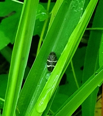 Aeneolamia albofasciata
