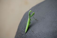 Paramantis