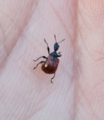 Compsapoderus erythropterus