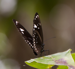Euploea lewinii