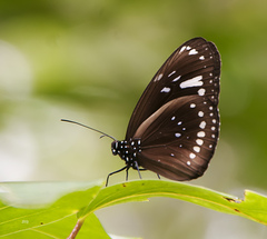 Euploea lewinii