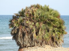 Chamaerops humilis
