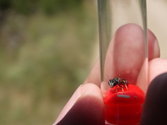 Lasioglossum interruptum