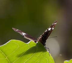 Euploea lewinii