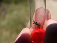 Lasioglossum interruptum