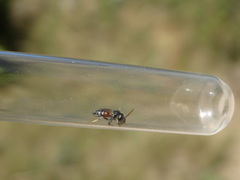 Lasioglossum interruptum