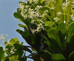 Phaedyma columella singa