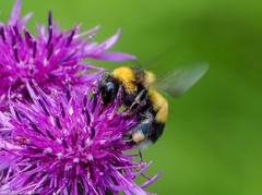 Bombus sporadicus