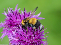 Bombus sporadicus