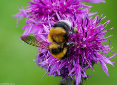 Bombus sporadicus