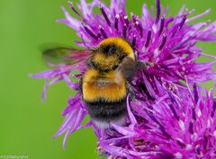 Bombus sporadicus