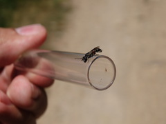 Lasioglossum interruptum