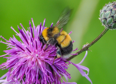 Bombus sporadicus