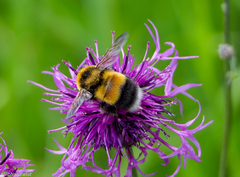 Bombus sporadicus