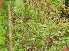 Montecincla fairbanki