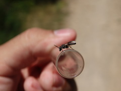 Lasioglossum interruptum