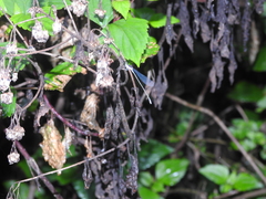Aciagrion