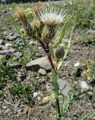 Cirsium centaureae