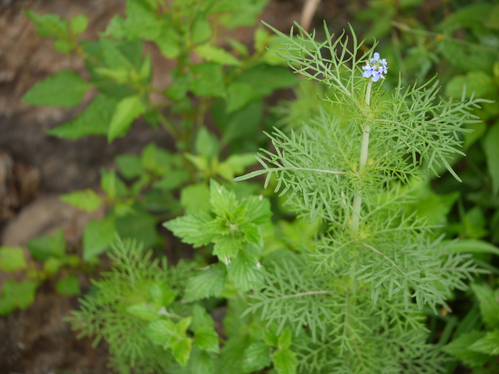 Lavandula bipinnata; photograph (c) Dinesh Valke, some rights reserved (CC BY-SA)