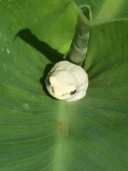 Hyperolius viridiflavus