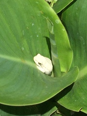 Hyperolius viridiflavus