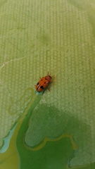 Clytra atraphaxidis