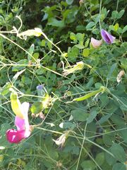 Lathyrus grandiflorus