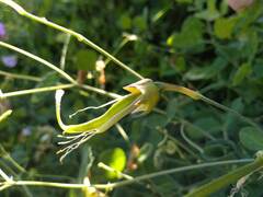 Lathyrus grandiflorus