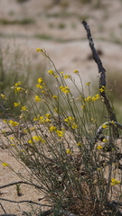 Erysimum siliculosum