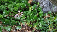Astragalus nokoensis