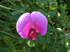 Lathyrus grandiflorus