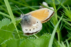 Coenonympha rhodopensis