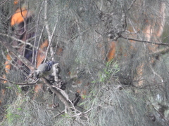 Machlolophus aplonotus