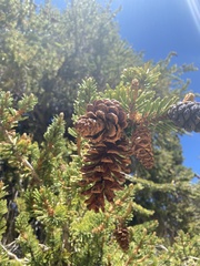 Pinus balfouriana