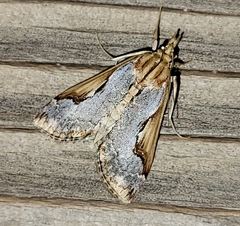 Loxostege albiceralis