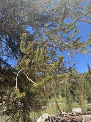 Pinus balfouriana