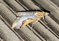 Loxostege albiceralis