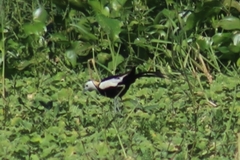 Hydrophasianus chirurgus