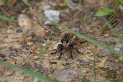 Promachus yesonicus