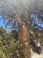 Pinus balfouriana