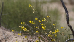 Erysimum siliculosum