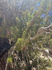 Pinus balfouriana