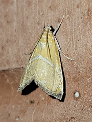 Abegesta remellalis