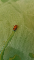 Clytra atraphaxidis