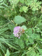 Trifolium pratense