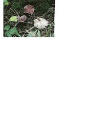 Rhodocollybia badiialba