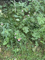 Trifolium pratense