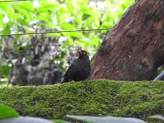 Turdus simillimus