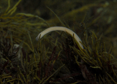 Baseodiscus delineatus